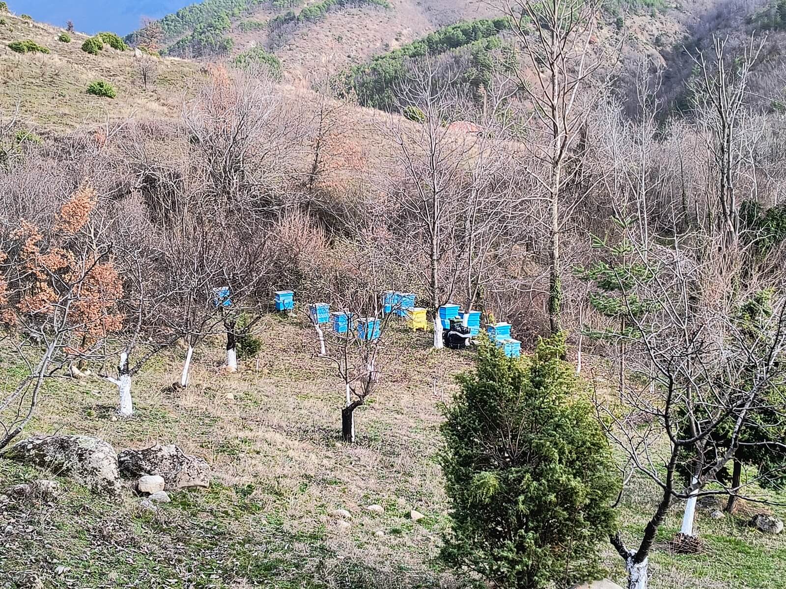 кошери в Село Влахи