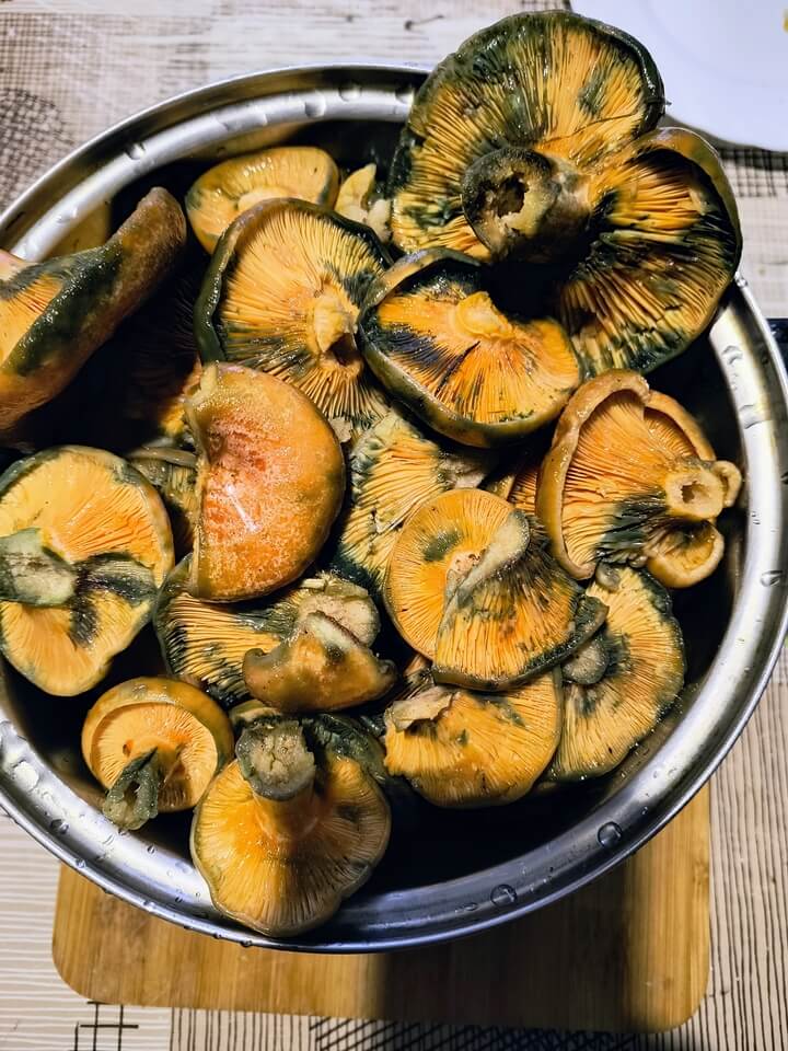 Гъби Рижики