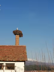 Щъркел в Кочериново