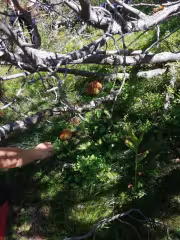 Хубави манатарки имаше из гората