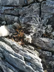 Една от красотите по пътя - Еделвайс