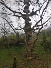 Забележителни дървета над село Ключ 