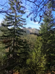 Гледка към връх Езерник измежду боровете