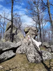 Кучето Ева на скаличките