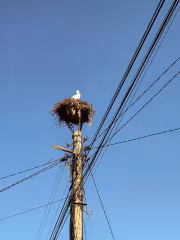 Щъркел в гнездото си
