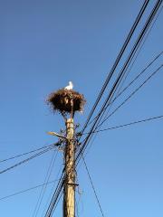 Щъркел в гнездото си