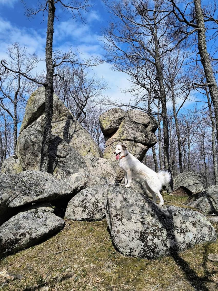 Eva the dog on the rocks