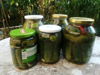 Sun-Fermented Pickles