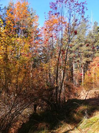 Есенна красота в Рила с дървета Калина