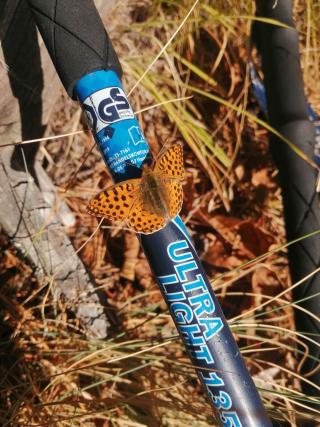 Красива Пперуда