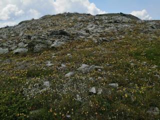 Чаушка чука