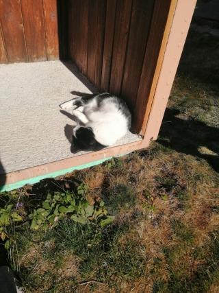 Котката на Спано Поле Котката на Спано Поле