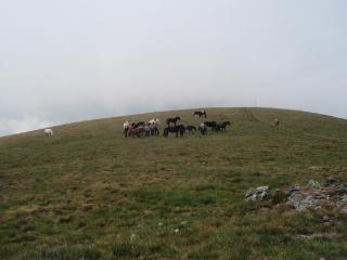 Коне някъде преди пазар дере